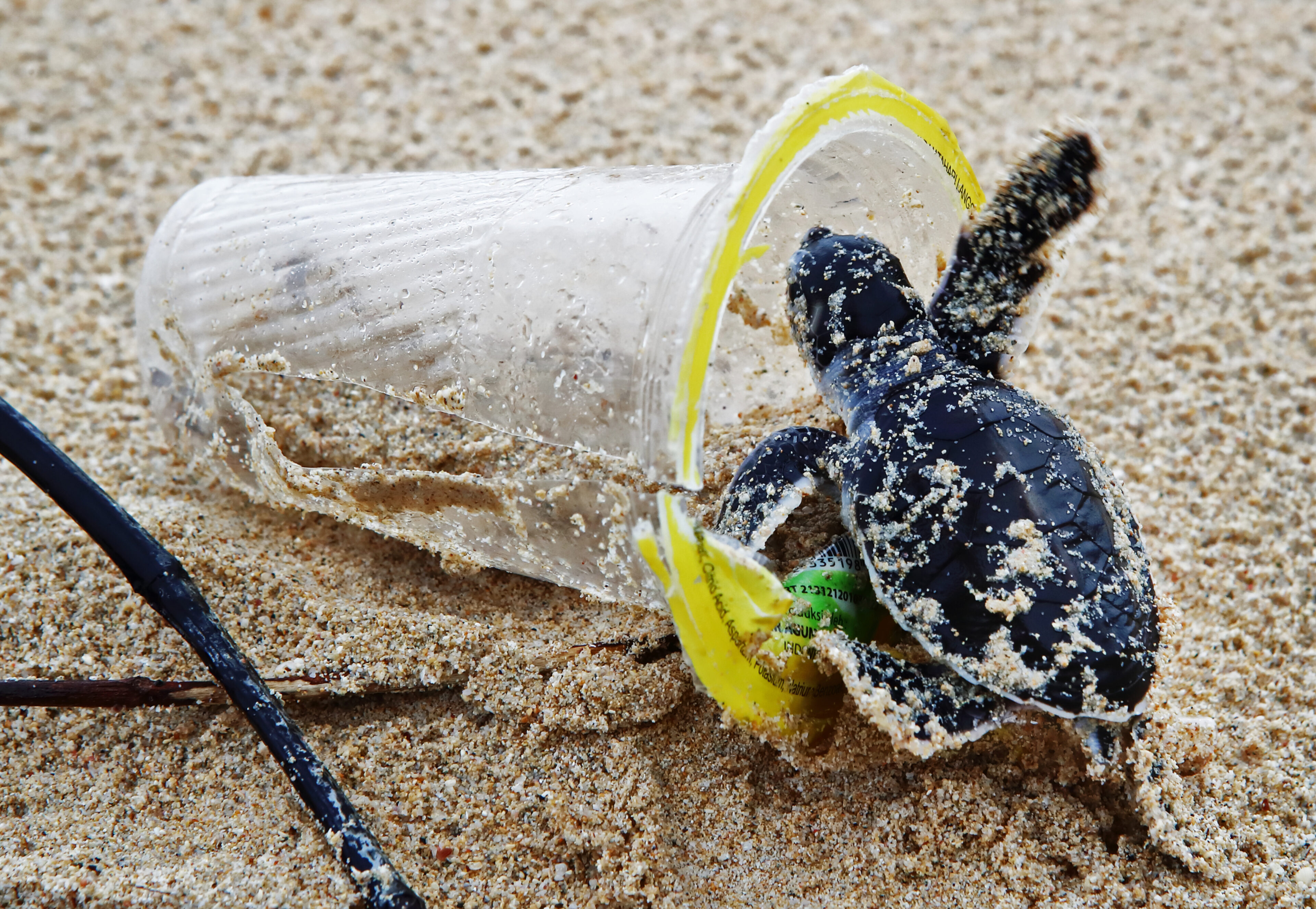 A baby sea turtle investigates a clear plastic cup discarded on a beach