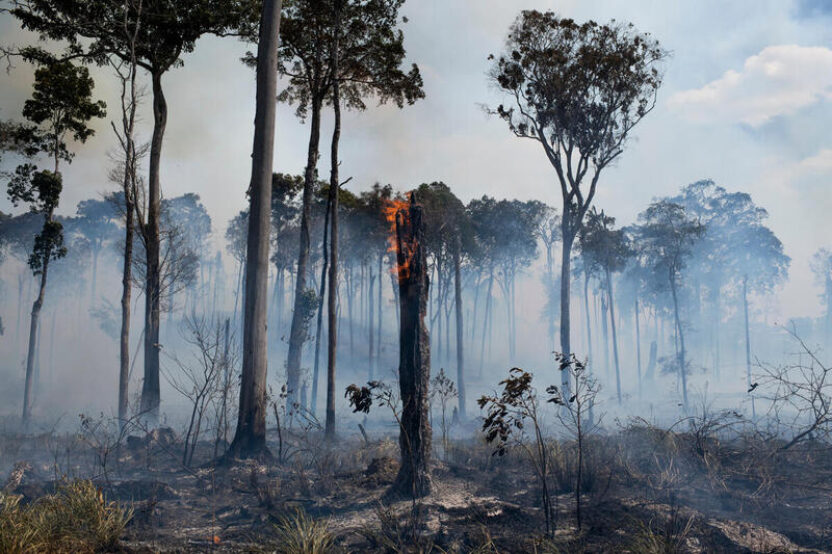 Tree silhouettes against a background of smoke, half the forest is burnt and has become ash around them.