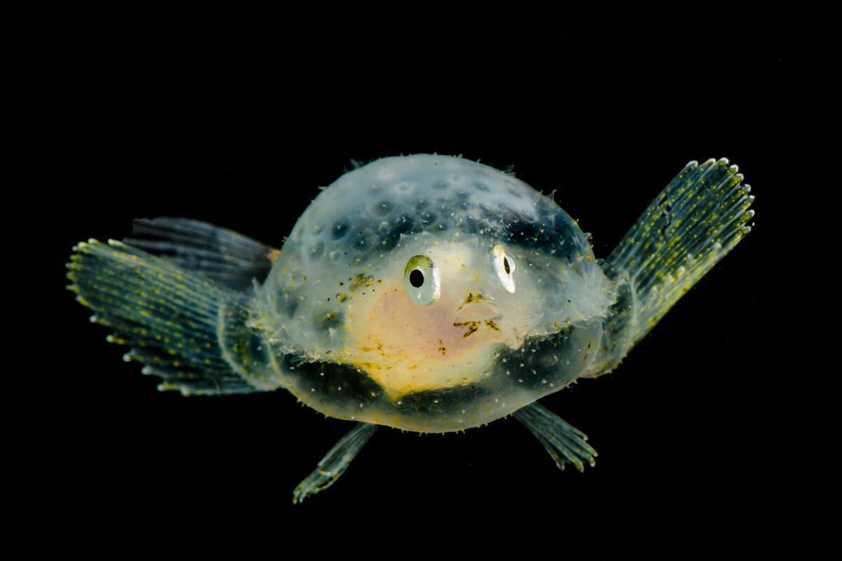 A semi-transparent sea creature with big eyes and small fins hangs in a black void. It's cute and strange looking