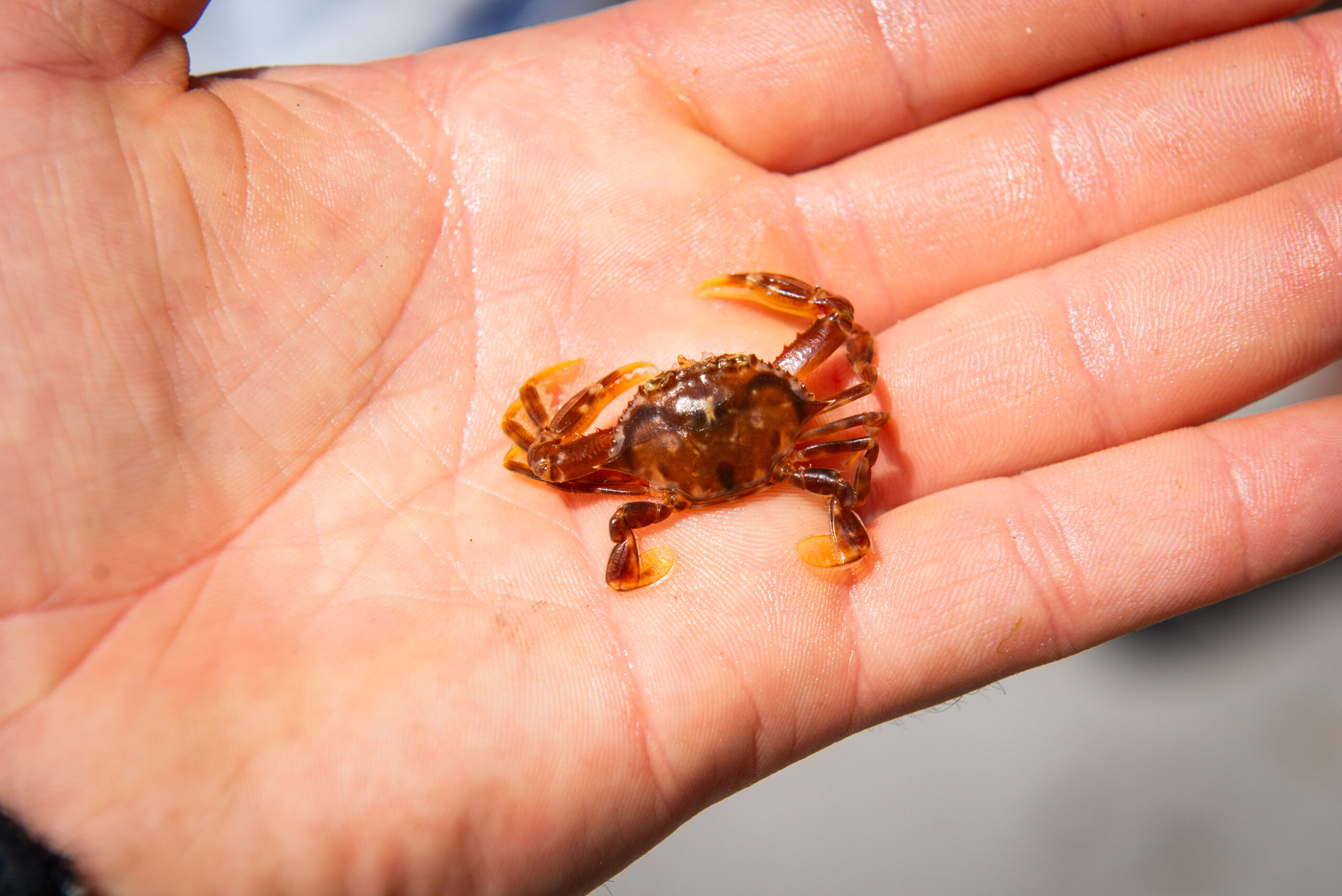A very small orange crab on a human hand - it is about the side of a finger knuckle