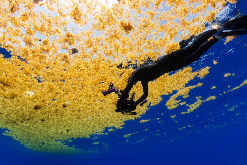 A figure with a camera silhouetted against blue sea and golden sargassum