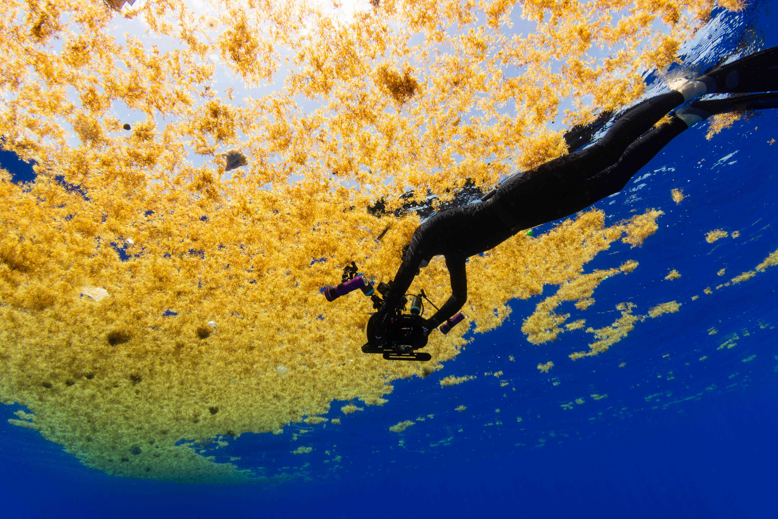 A figure with a camera silhouetted against blue sea and golden sargassum