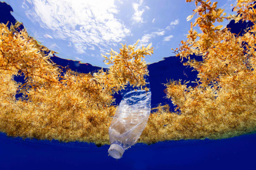 Greenpeace reveals the plastic choking the ‘golden floating rainforest’ of the Sargasso Sea