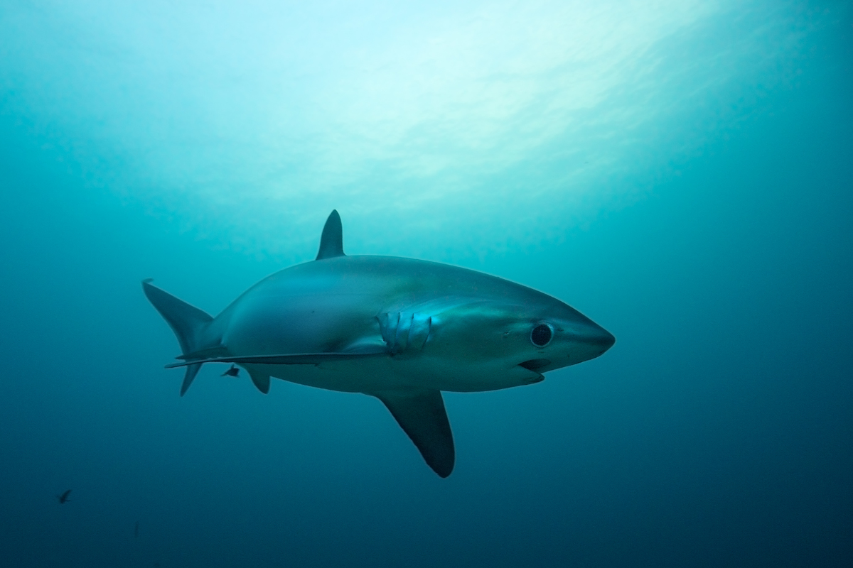 Shark swimming through sunlit shallows, viewed from the side