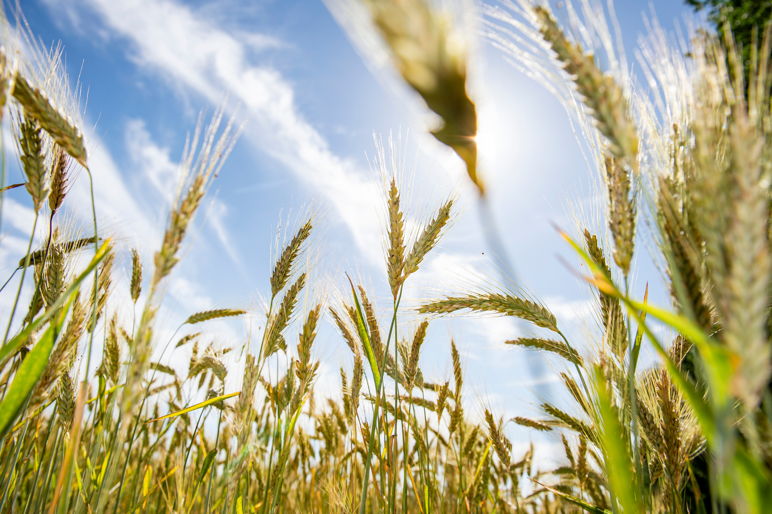 Ears of wheat blowing in the breeze against a sunny blue sky.