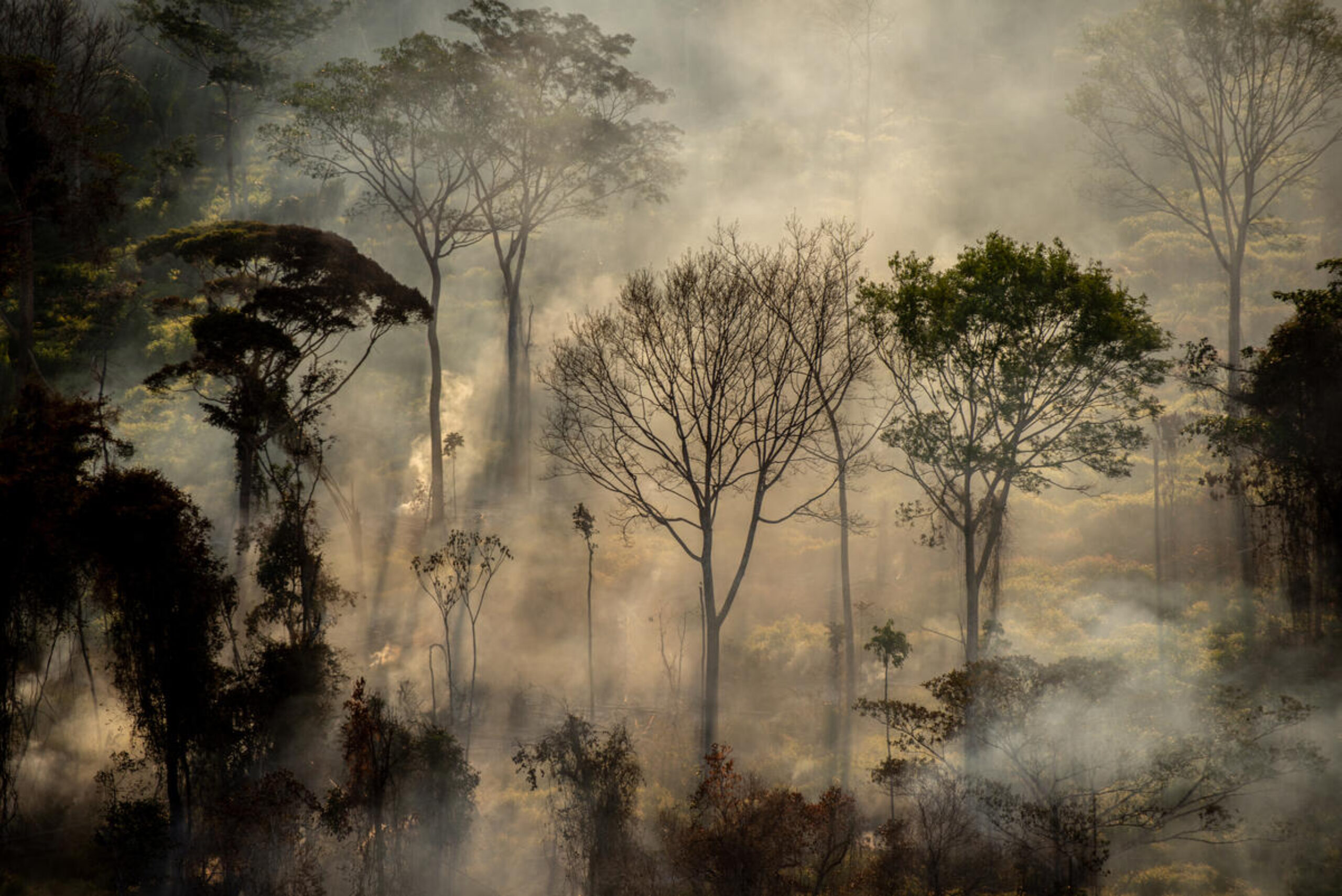Amazon fires: why is the Amazon burning and what’s the UK got to do with it?