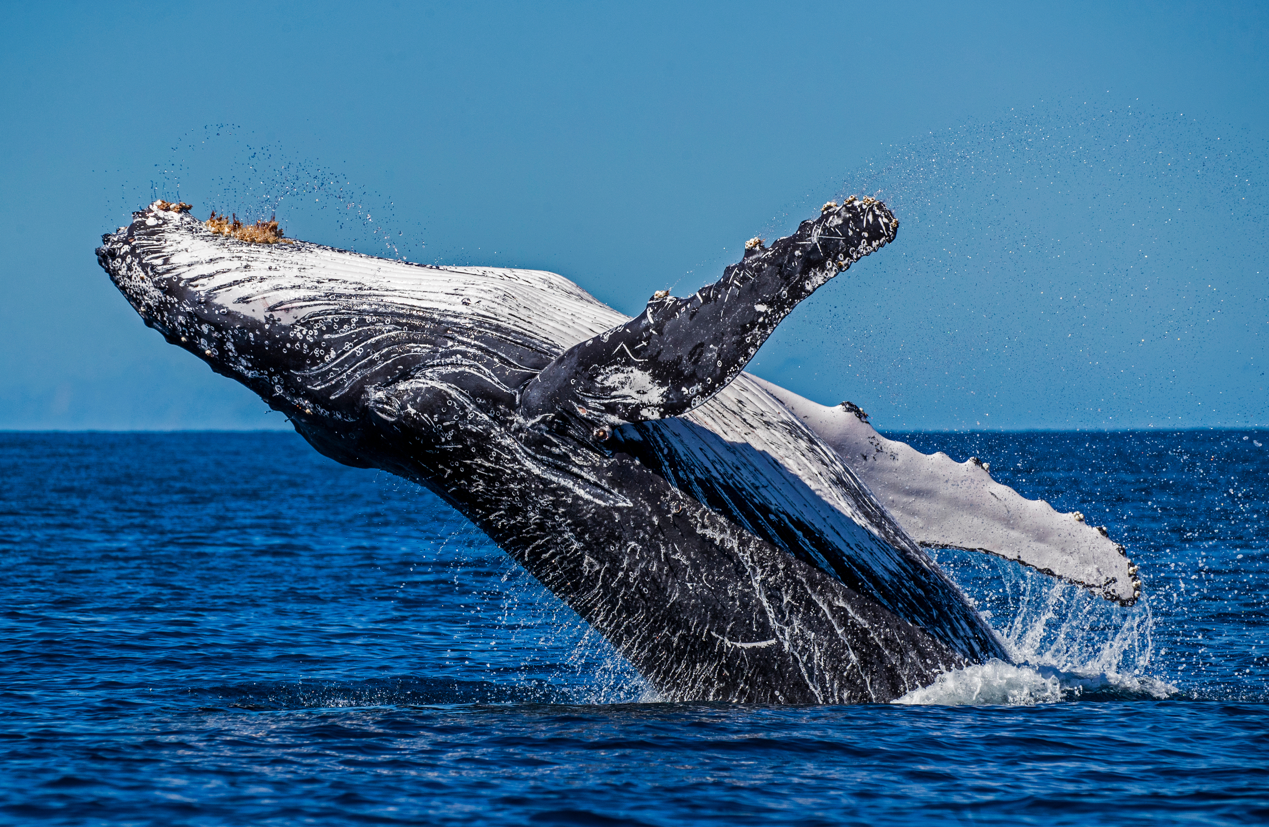 A humpback whale leaps out of a blue ocean
