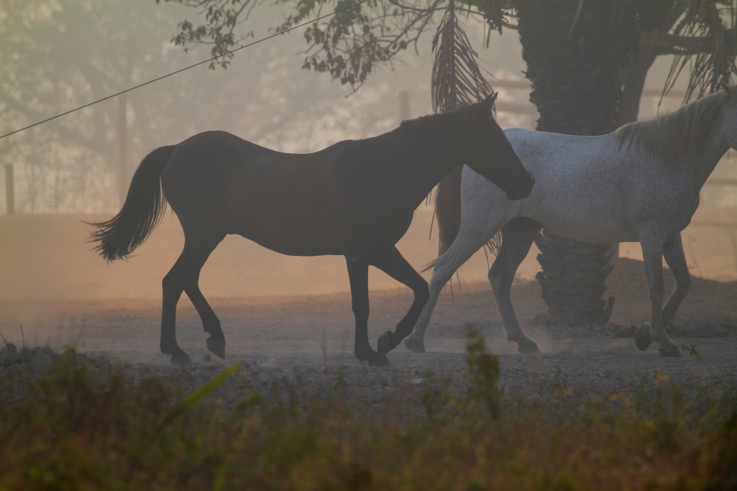Two horses walk through a smoke-hazed landscape
