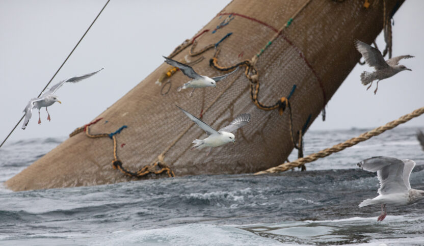Gulls swarm around a giant fishing net as it's pulled out of the water, weighed down with an enormous catch.
