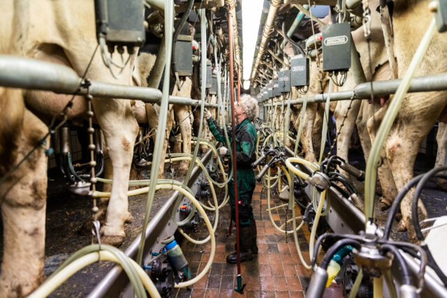 A worker stands in a narrow aisle between densely-packed rows of cows in an industrial milking shed.