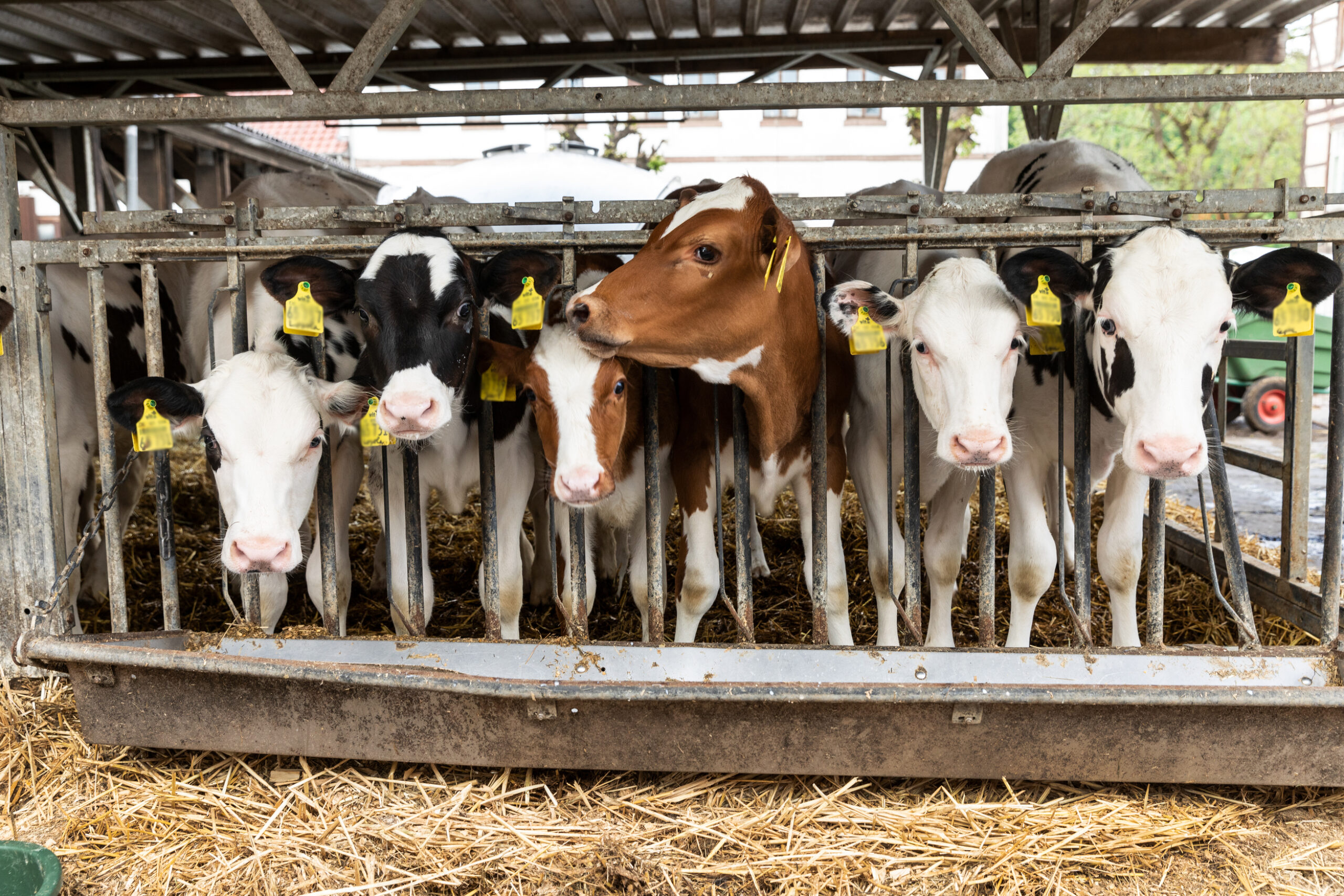 A group of cows poke their heads through metal bars on an industrial farm