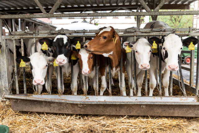 A group of cows poke their heads through metal bars on an industrial farm