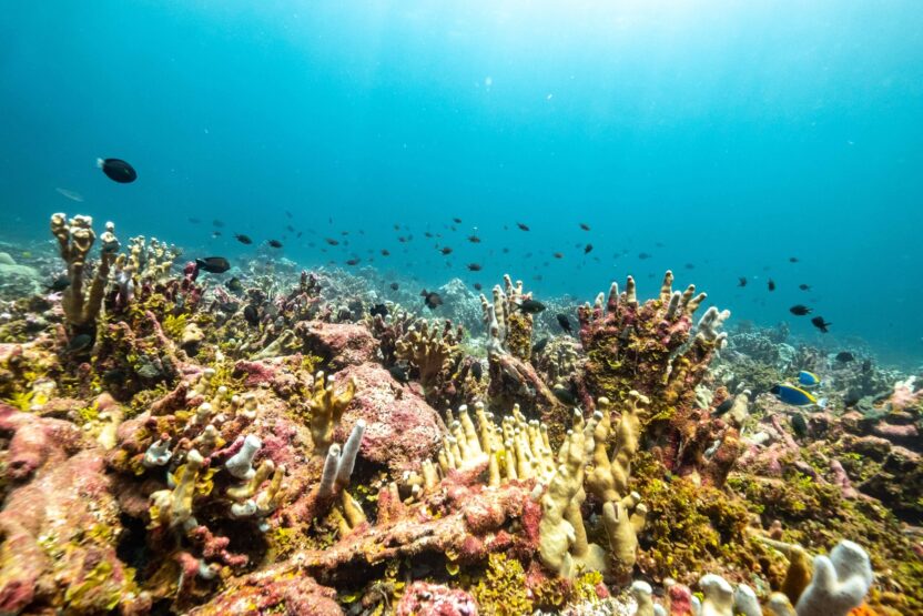 Dense, colourful corals with abundant fish swimming nearby.