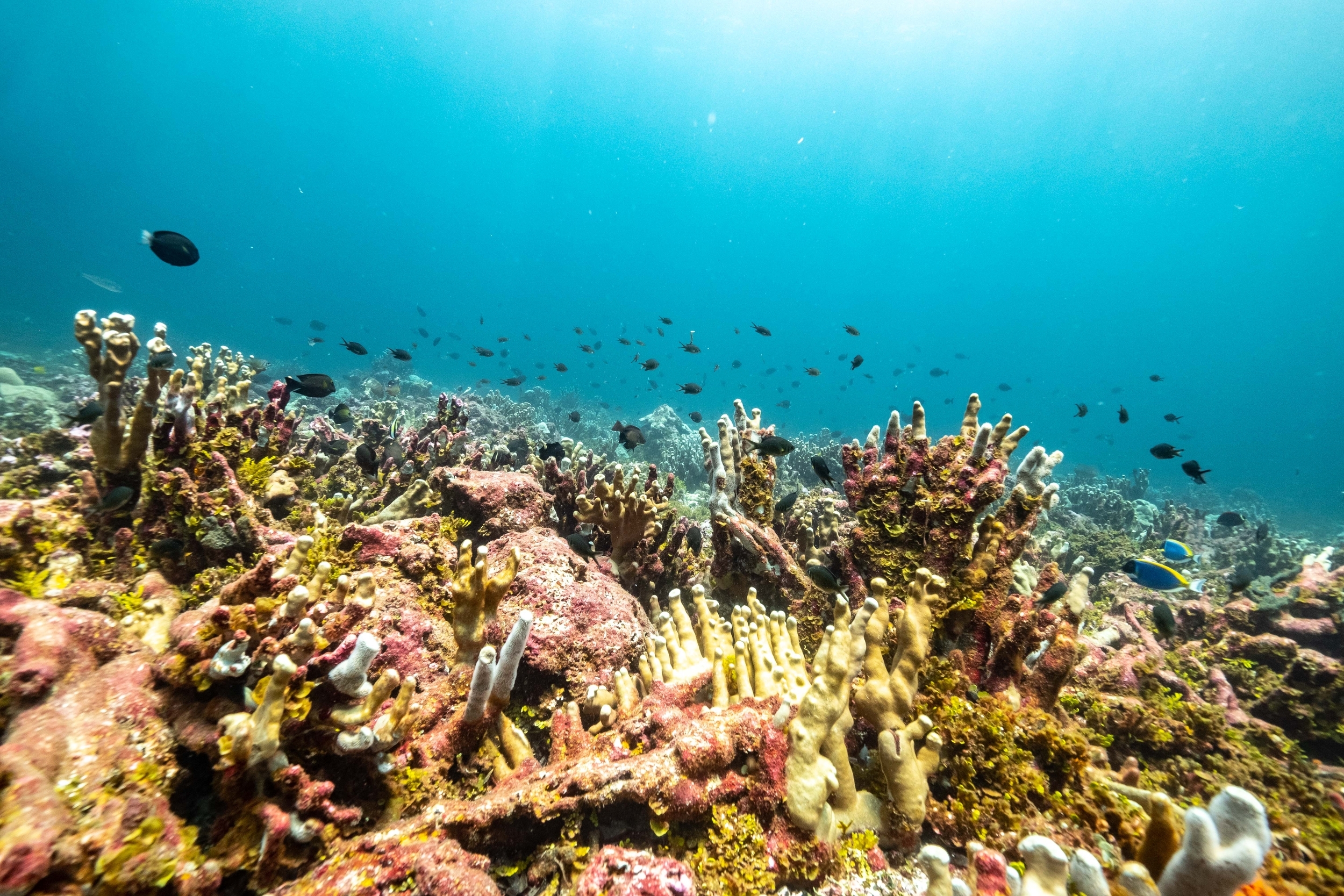 Dense, colourful corals with abundant fish swimming nearby.