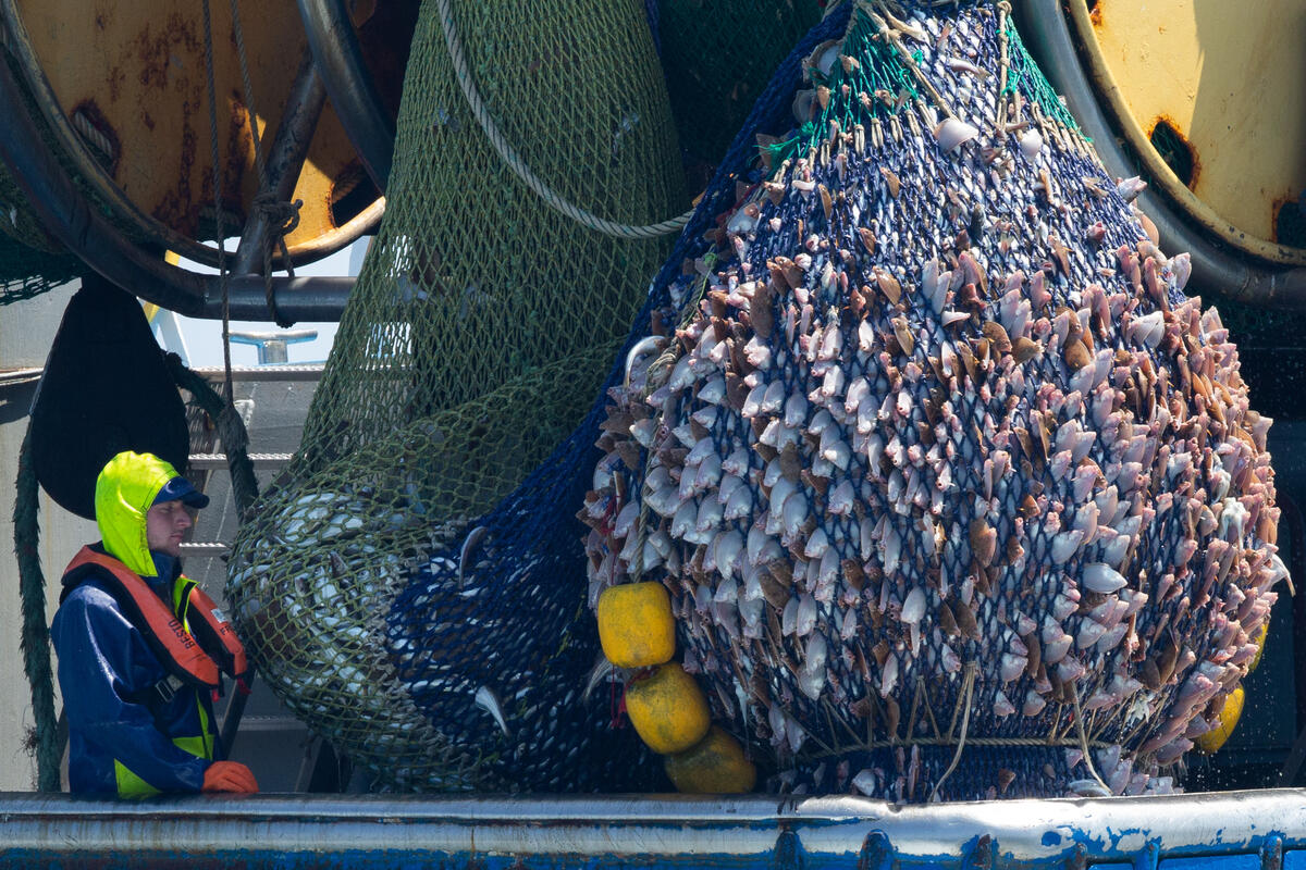 A giant bulging fishing net is hauled up onto a boat as a worker looks on.