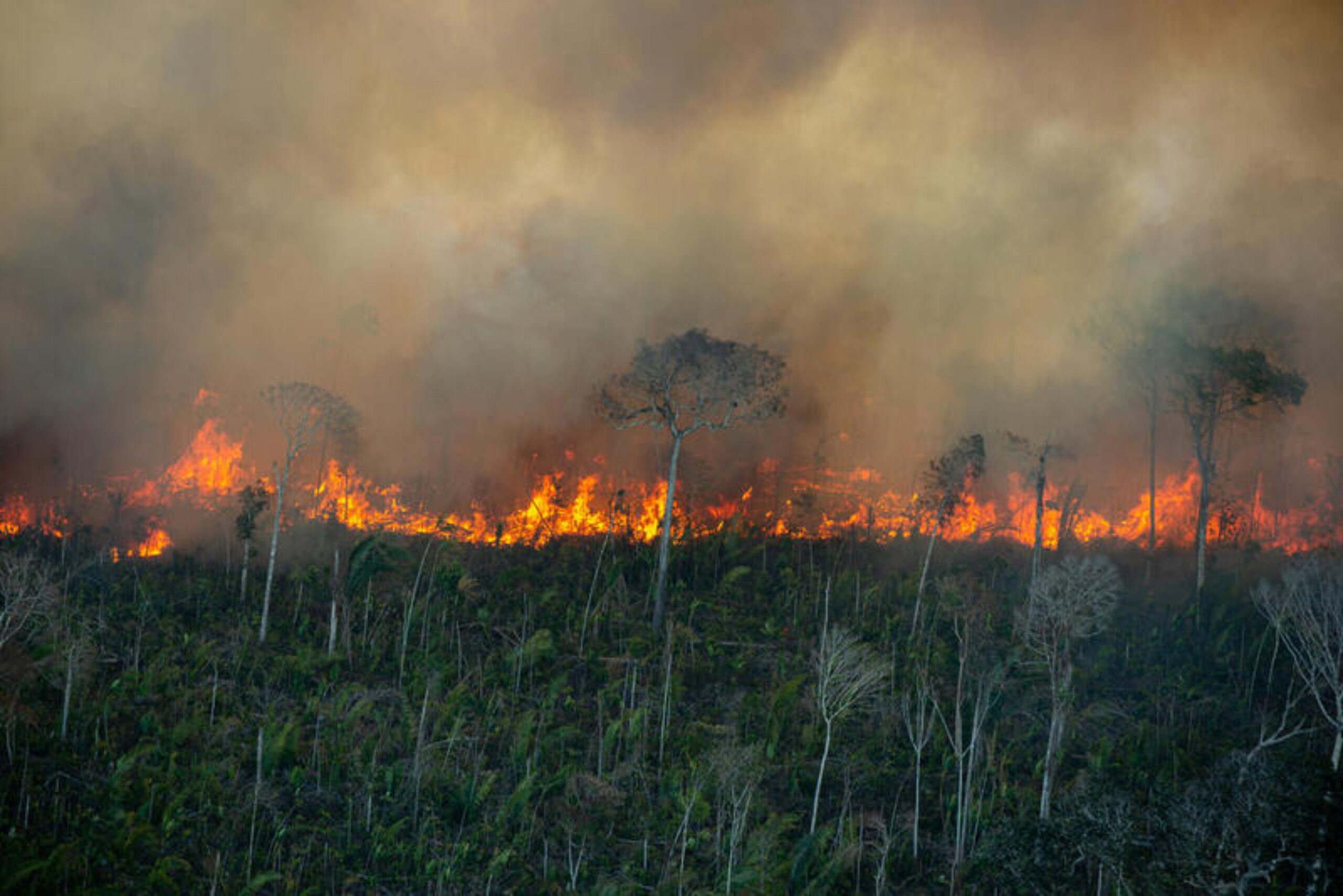 Images show large-scale illegal fires in the Amazon rainforest