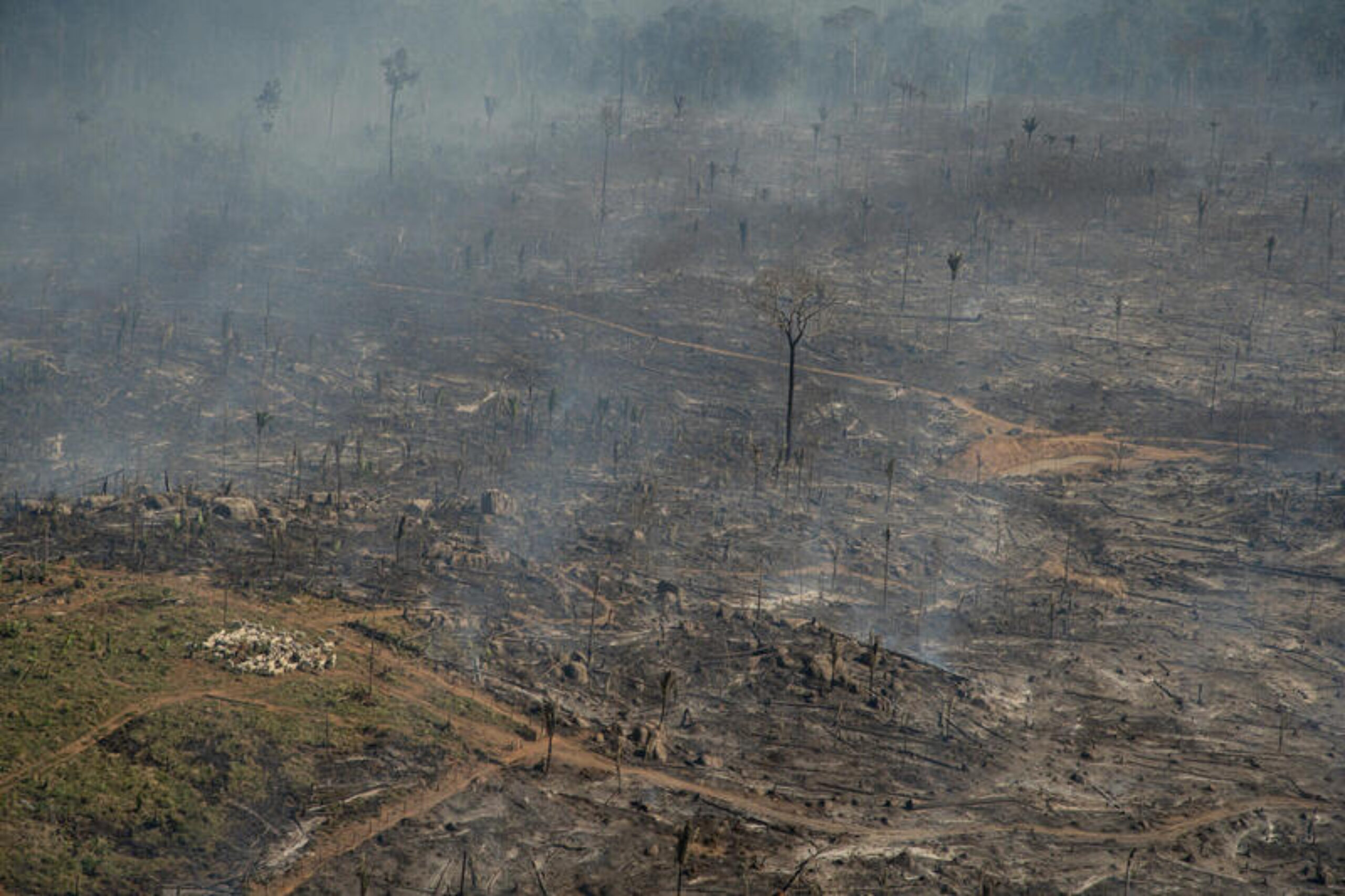 Official data confirms Amazon deforestation still soaring and new footage captures the horror
