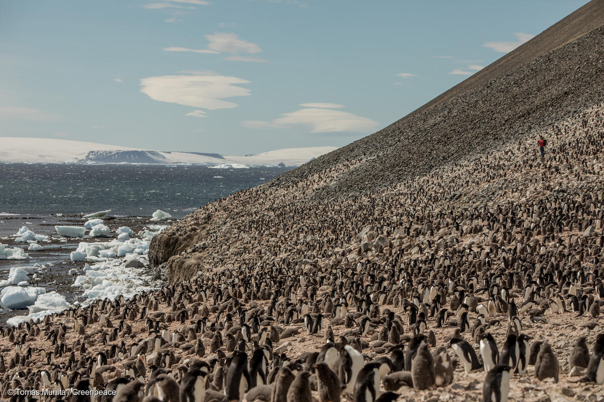 Scientists in the Antarctic confirm a climate refuge in the remote Weddell Sea