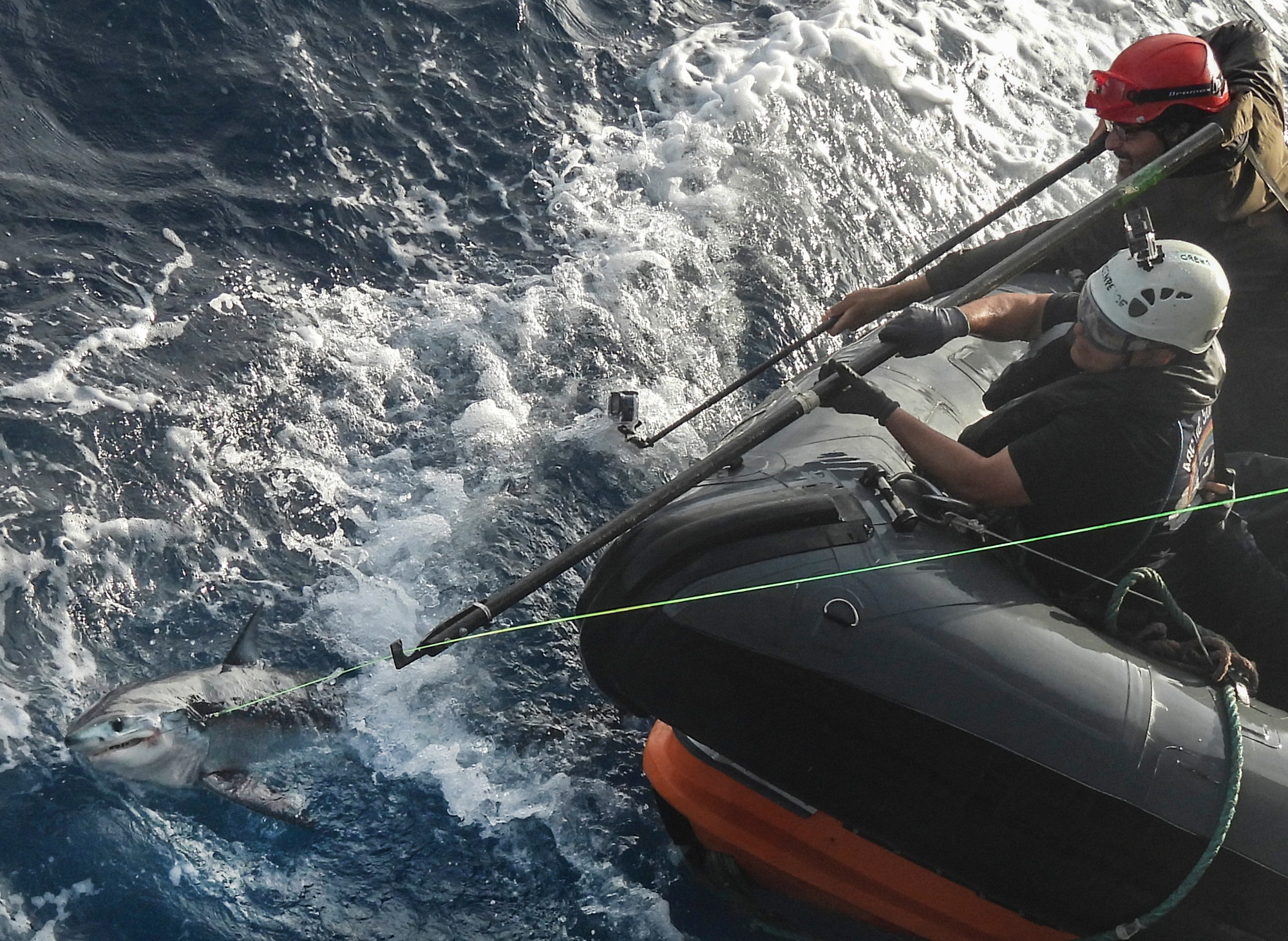 Two people stand in the front of an inflatable boat. They use long poles to lift a fishing line out of the water and free the small shark that's caught on it.