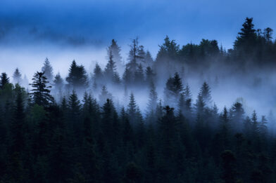 Misty evergreen tree line silhouetted against a deep blue twilight sky.