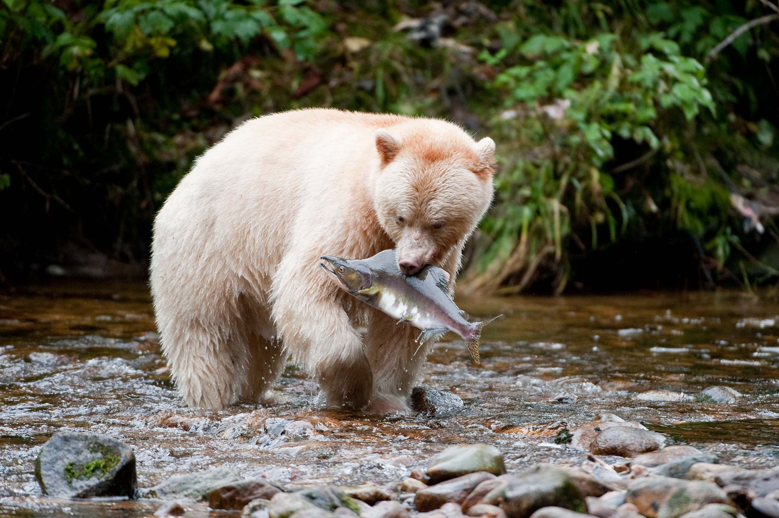 A large white bear stands in a shallow river with a large fish in its mouth.