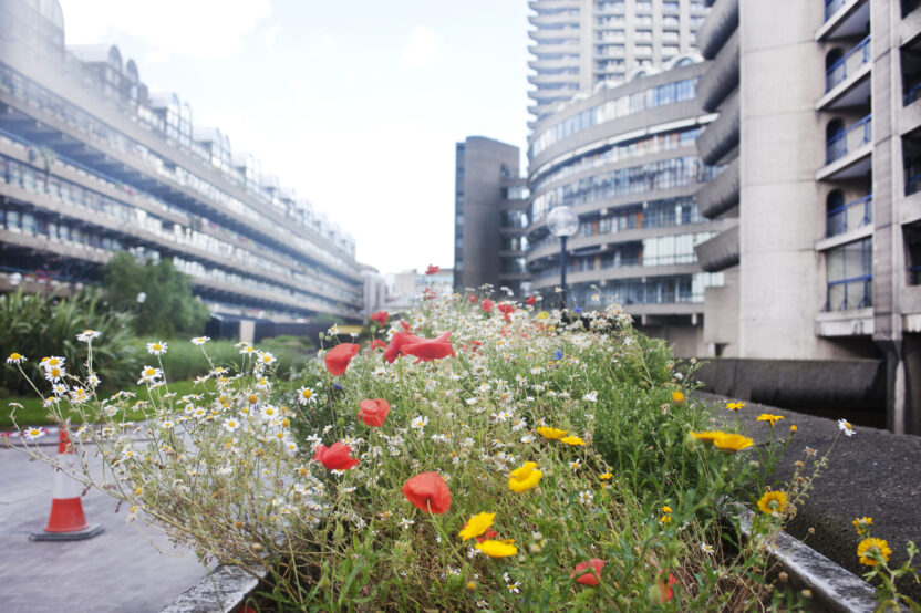 Meadow flowers bloom defiantly with city tower blocks behind