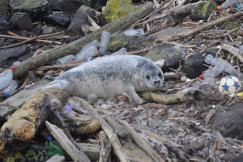 Plastics found in all dead dolphins, seals and whales tested in British waters