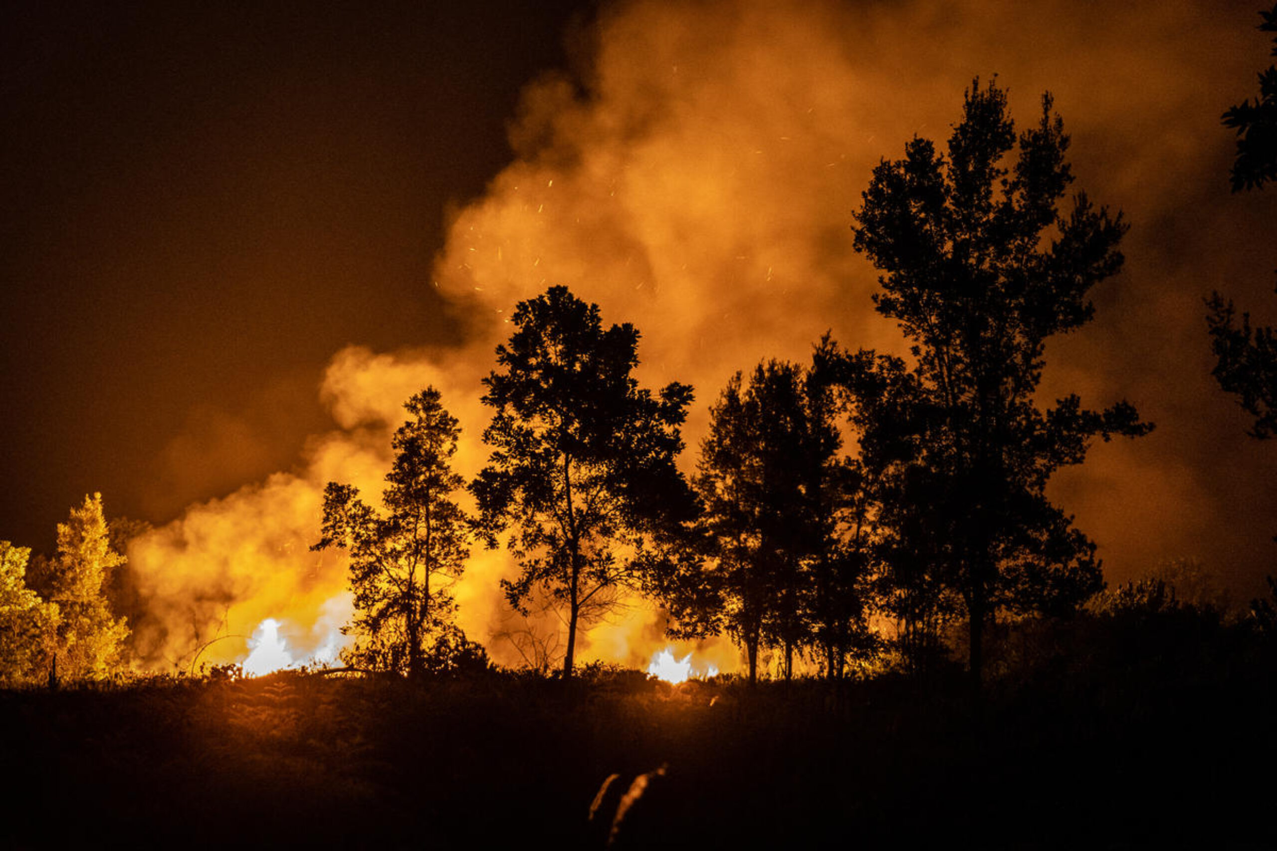 ‘Certified sustainable palm oil is a con’