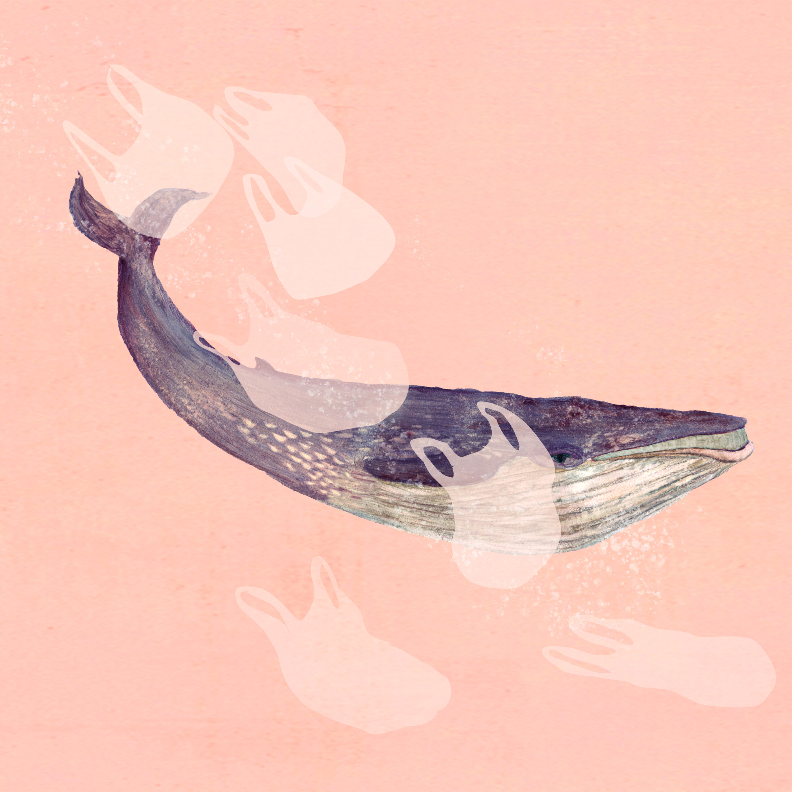 A dark blue whale on a pink background with seven translucent plastic carrier bags in the foreground.