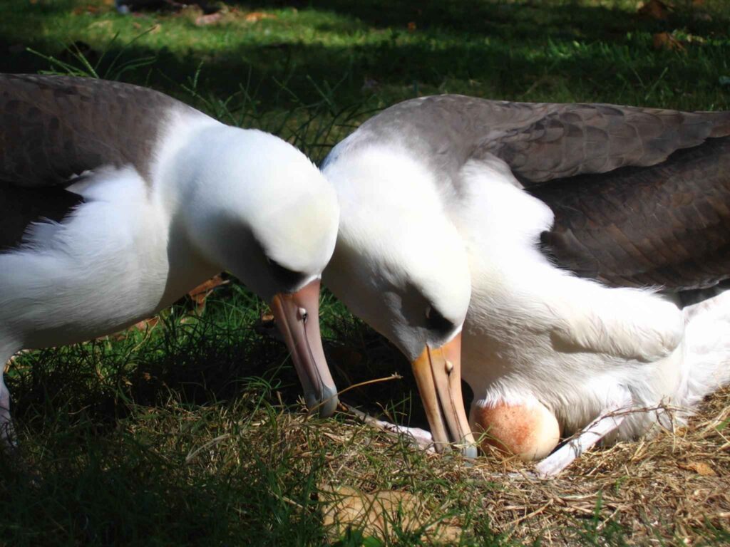 A pair of nesting Laysan albatrosses