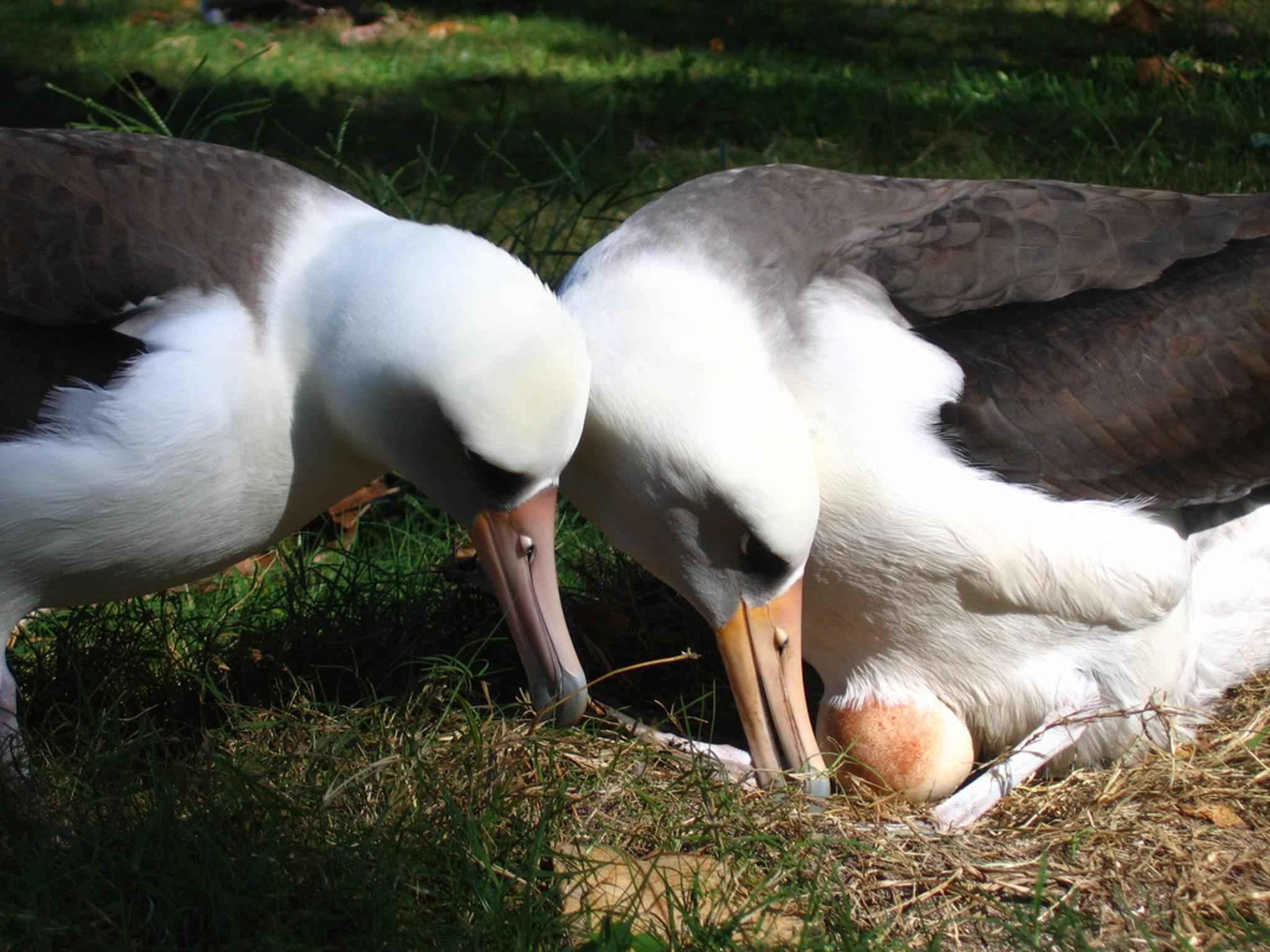 A pair of nesting Laysan albatrosses