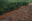 Aerial shot of forest clearing