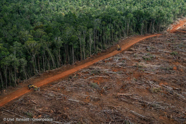 Aerial shot of forest clearing
