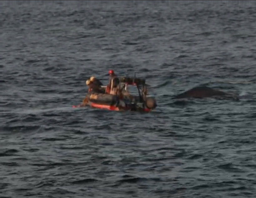 Greenpeace crew in a small boat untangling fishing gear from a whale