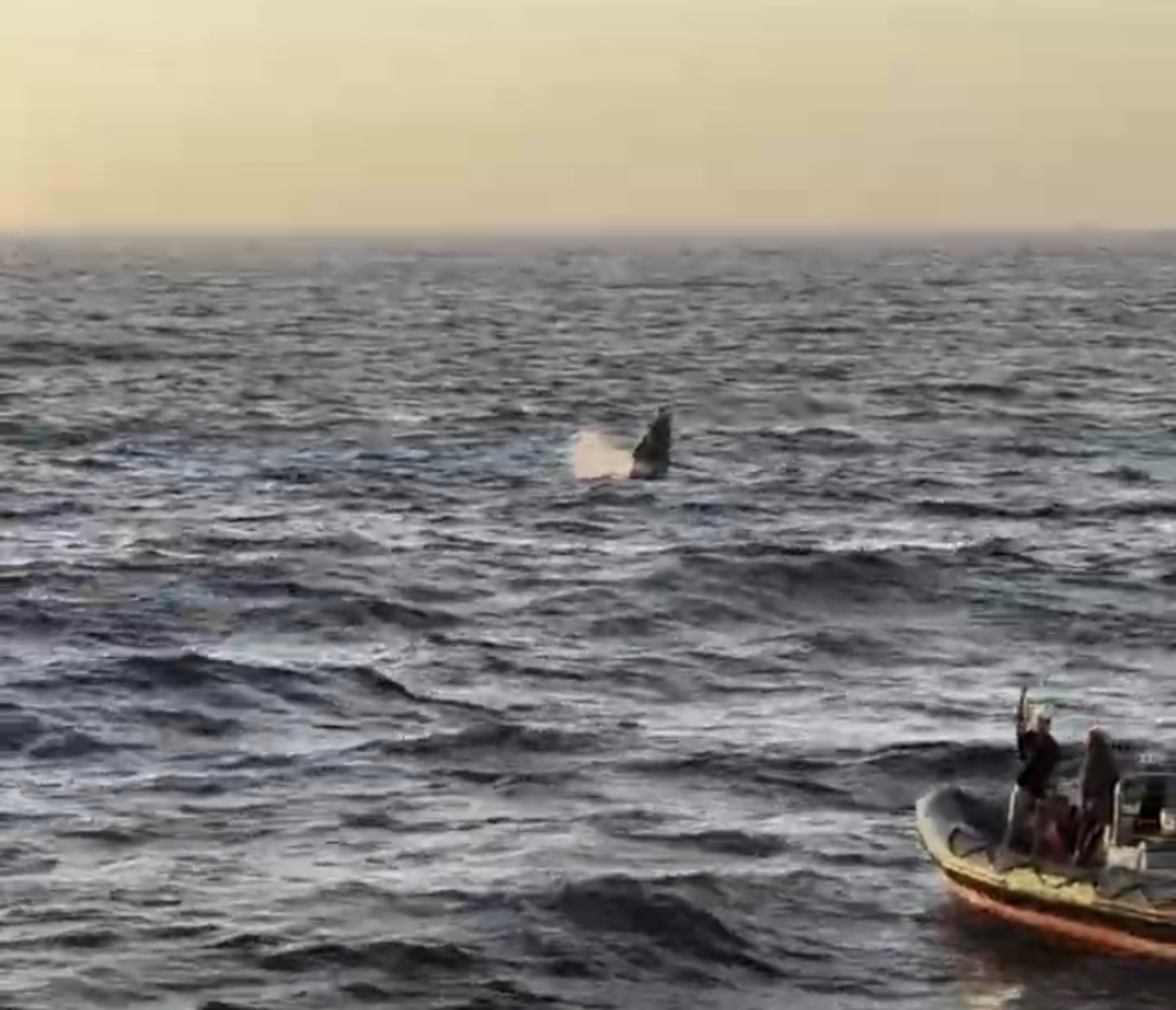 A whale rising up from the water near a Greenpeace boat.