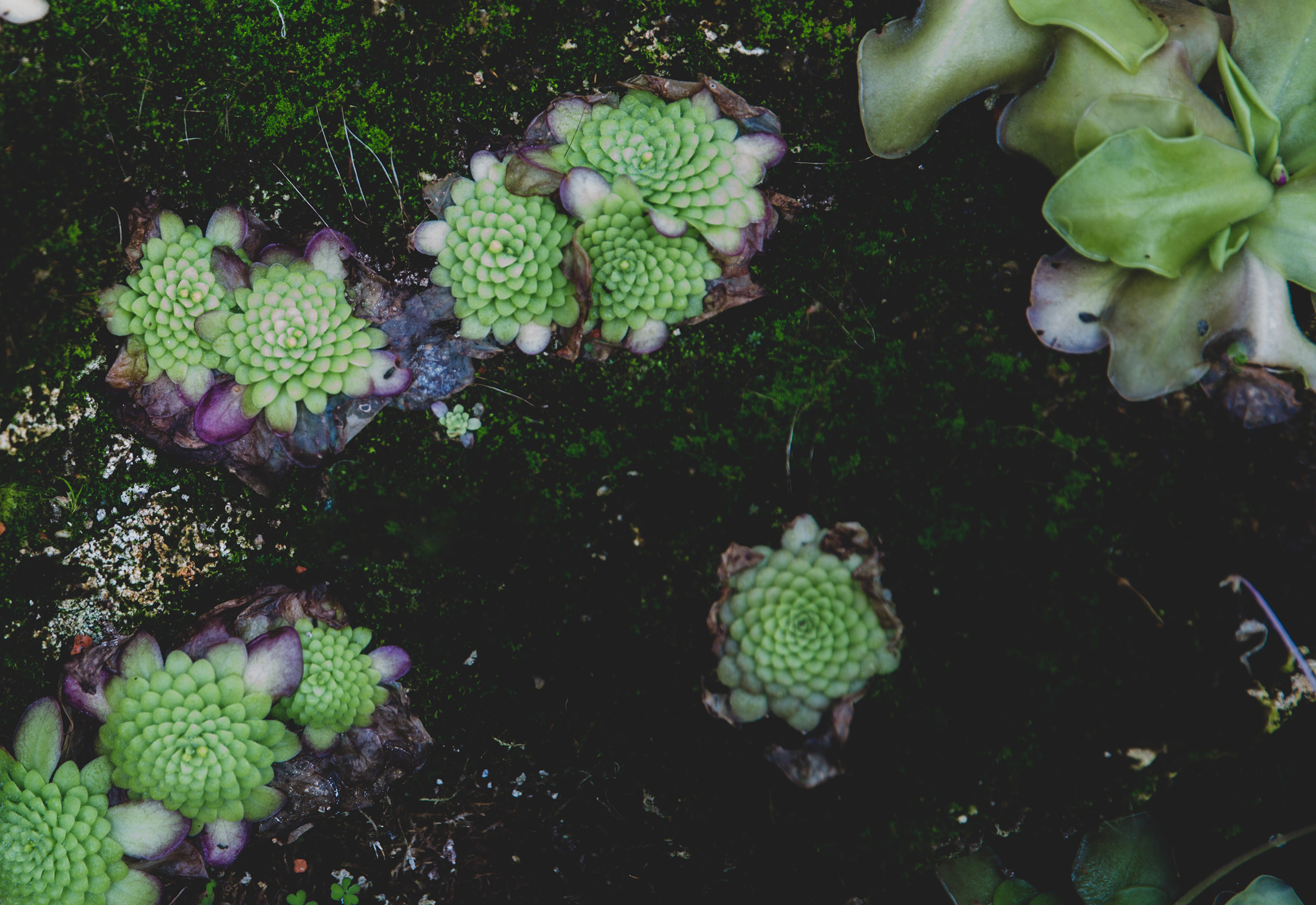 Overhead view of a cluster of bladderwort growing on a bed of dark moss. It has tightly-packed, spiralling green leaves.