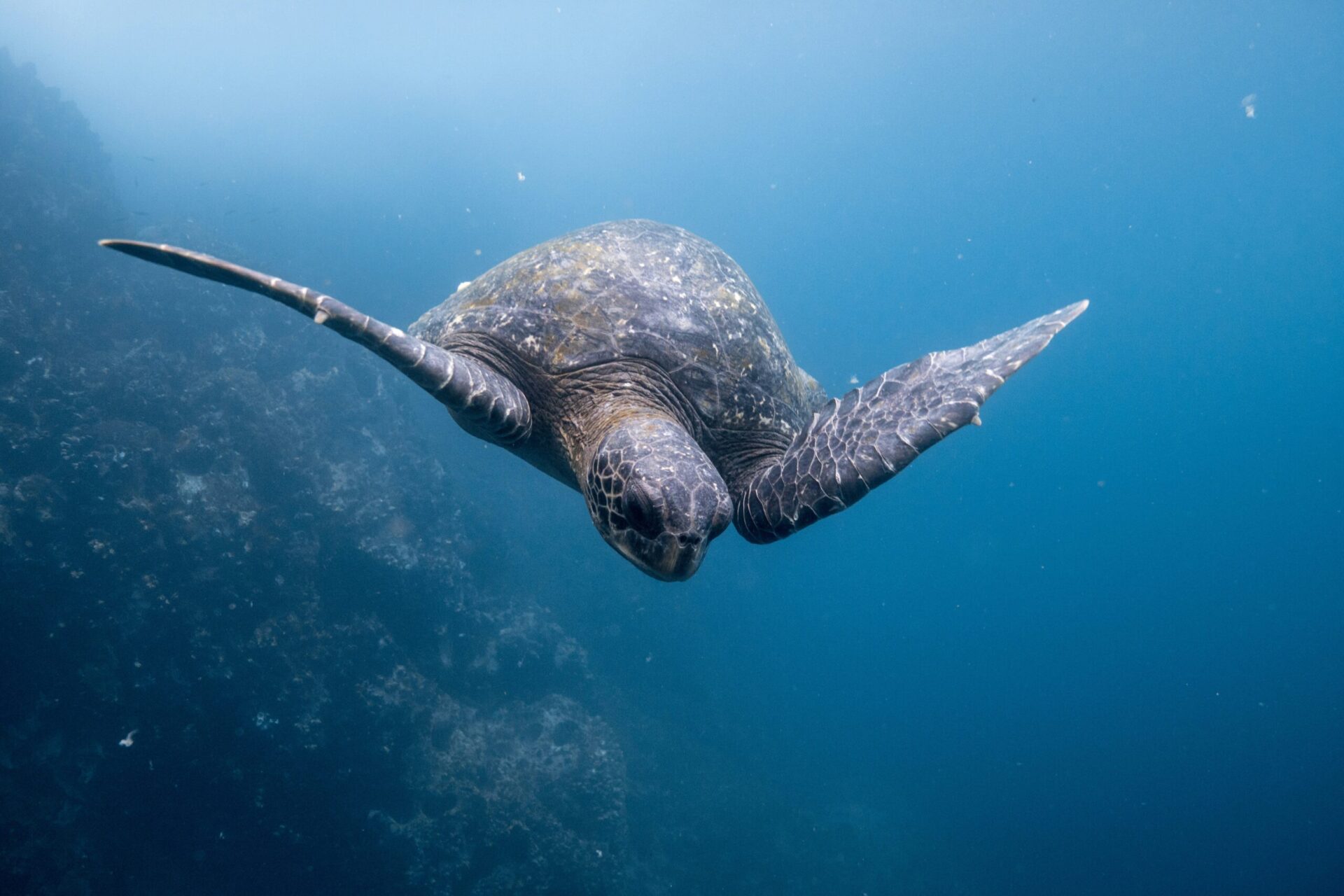 A turtle swims through a shallow ocean