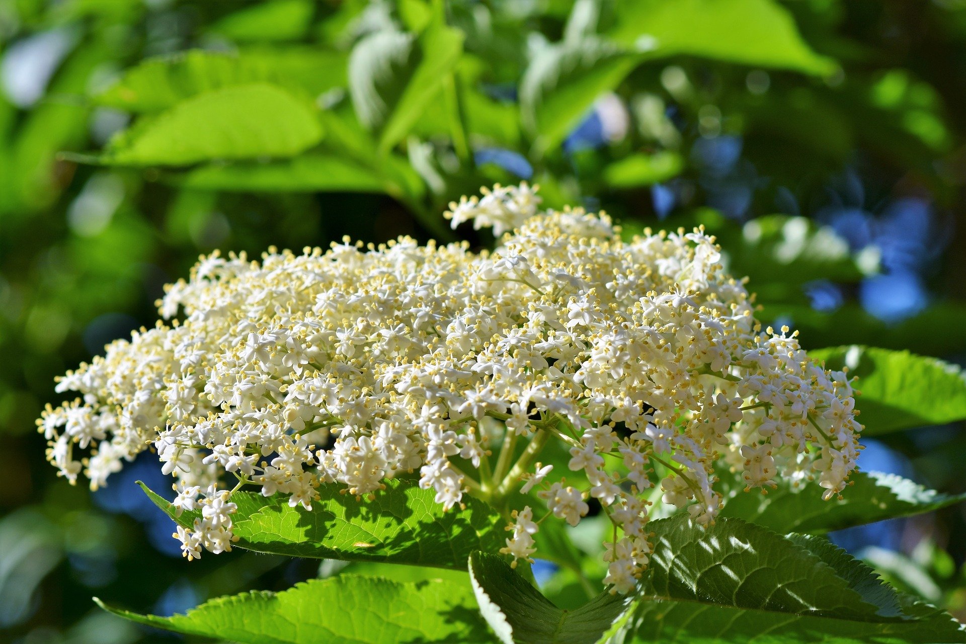 Elderflower head in full bloom