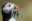 A puffin with a mouth full of sand eels