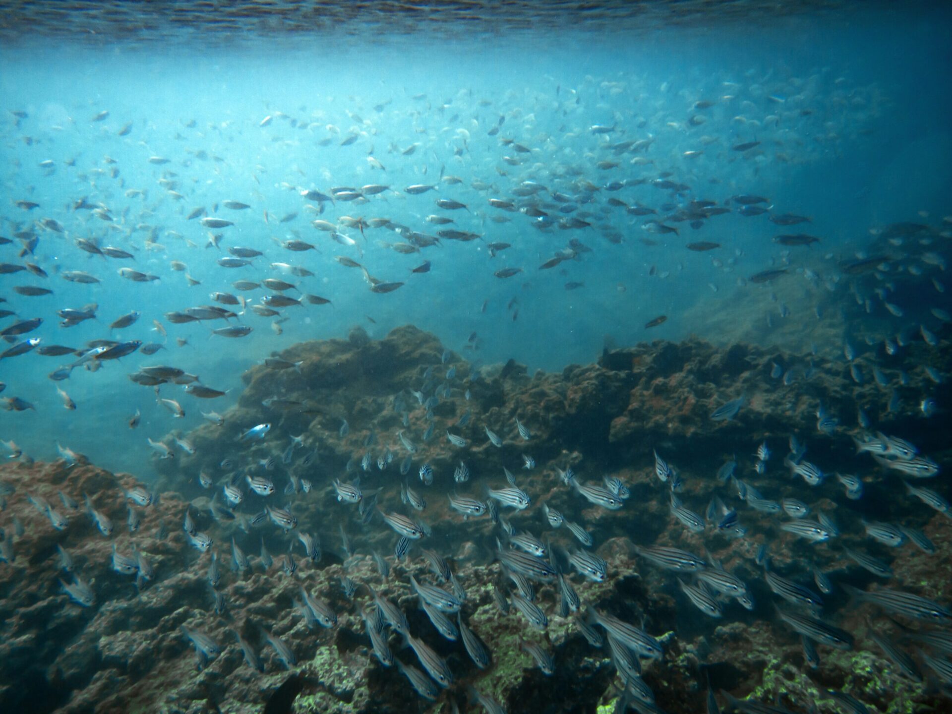 A school of fish swim over a reef in the Galapagos Islands