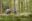 A multi ethnic group of five young adult friends walking in a forest during a hike