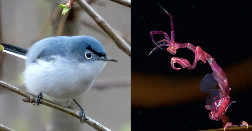 Photo montage showing a small blue bird with pronounced eyebrow-like markings, and a pink insect-esque sea creature.