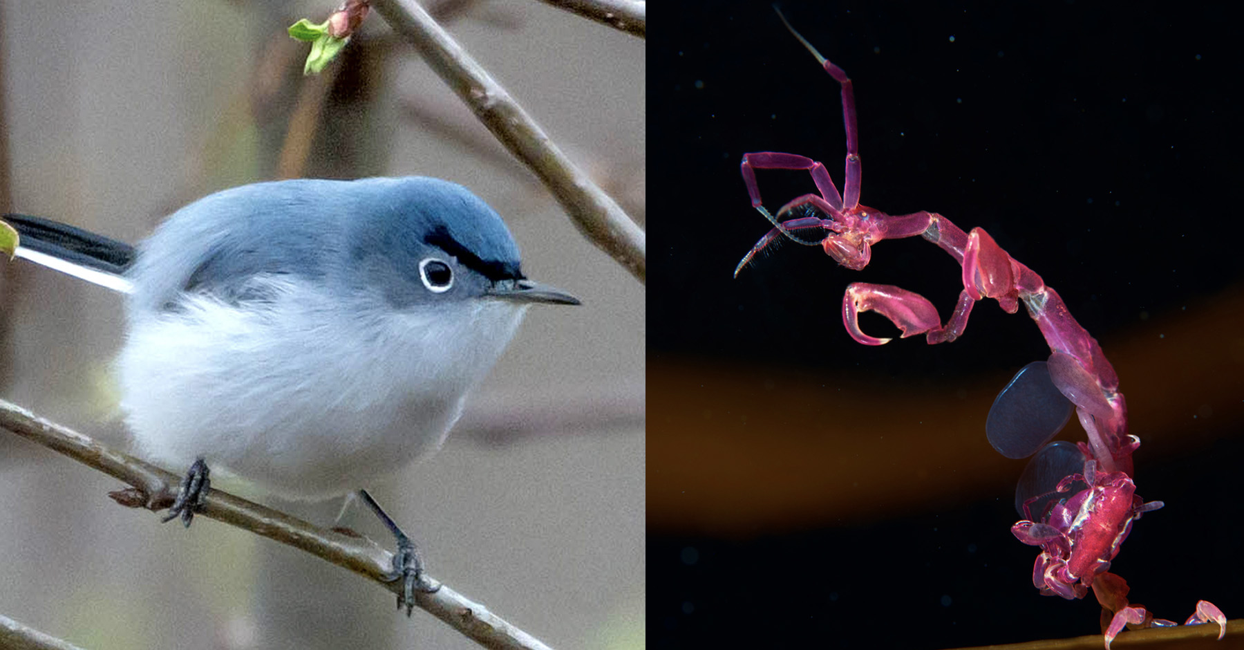 Photo montage showing a small blue bird with pronounced eyebrow-like markings, and a pink insect-esque sea creature.