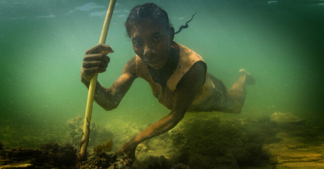 Madame Kokoly underwater. Lying close to the rocky seabed, she holds the point of a stick or spear into a crevice in the rock. Small tentacles can be seen curling around the stick.