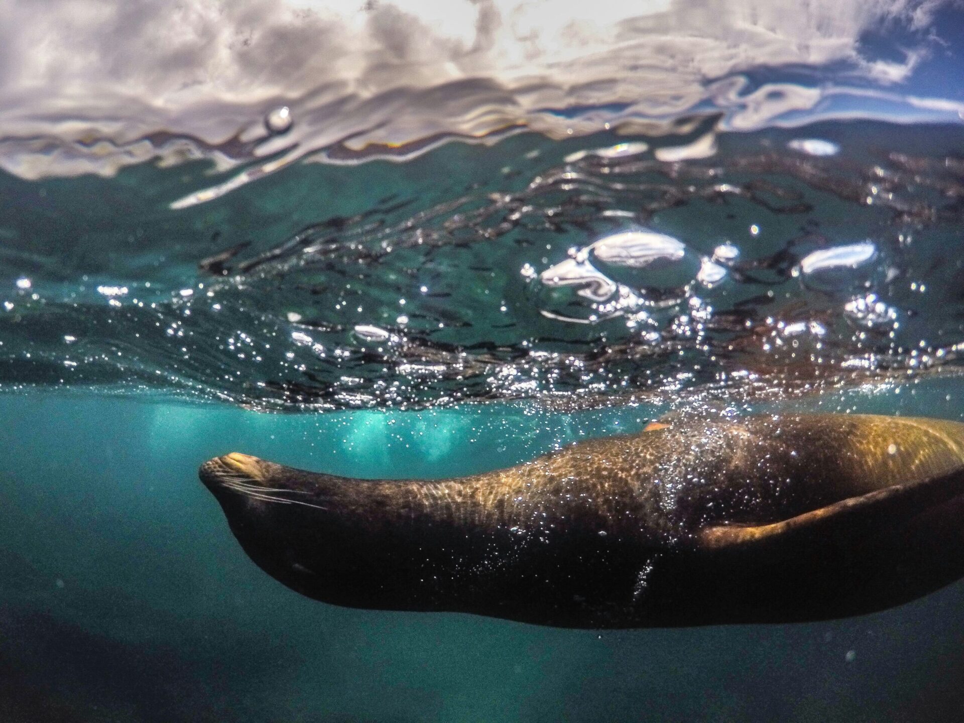 A seal swims playfully on its back just below the surface of a sunlit ocean