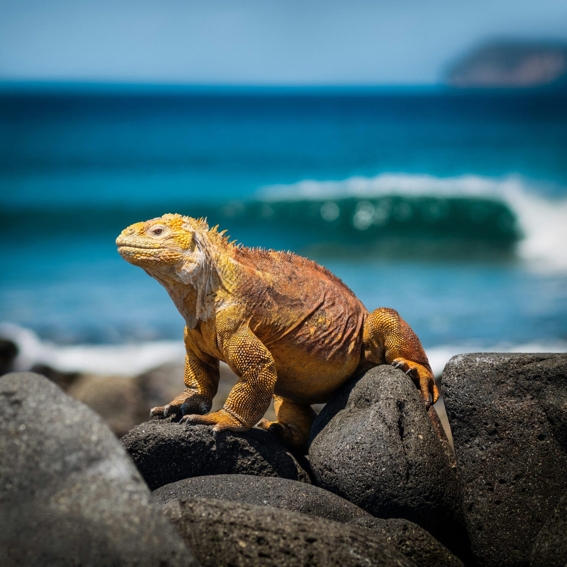 An iguana sits on a rocky beach in the Galapagos Islands, with a breaking wave in the background