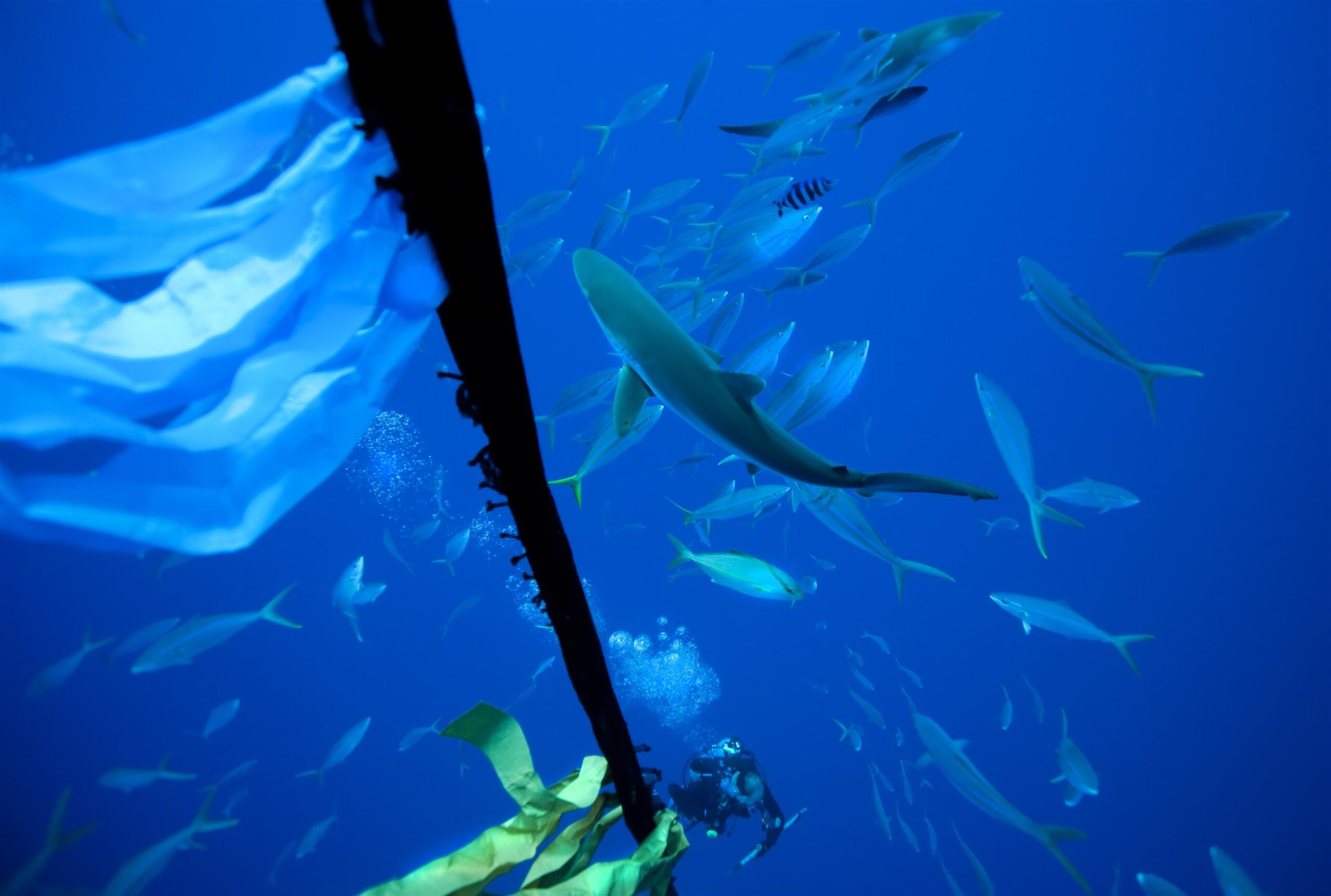 Why we need a Global Ocean Treaty