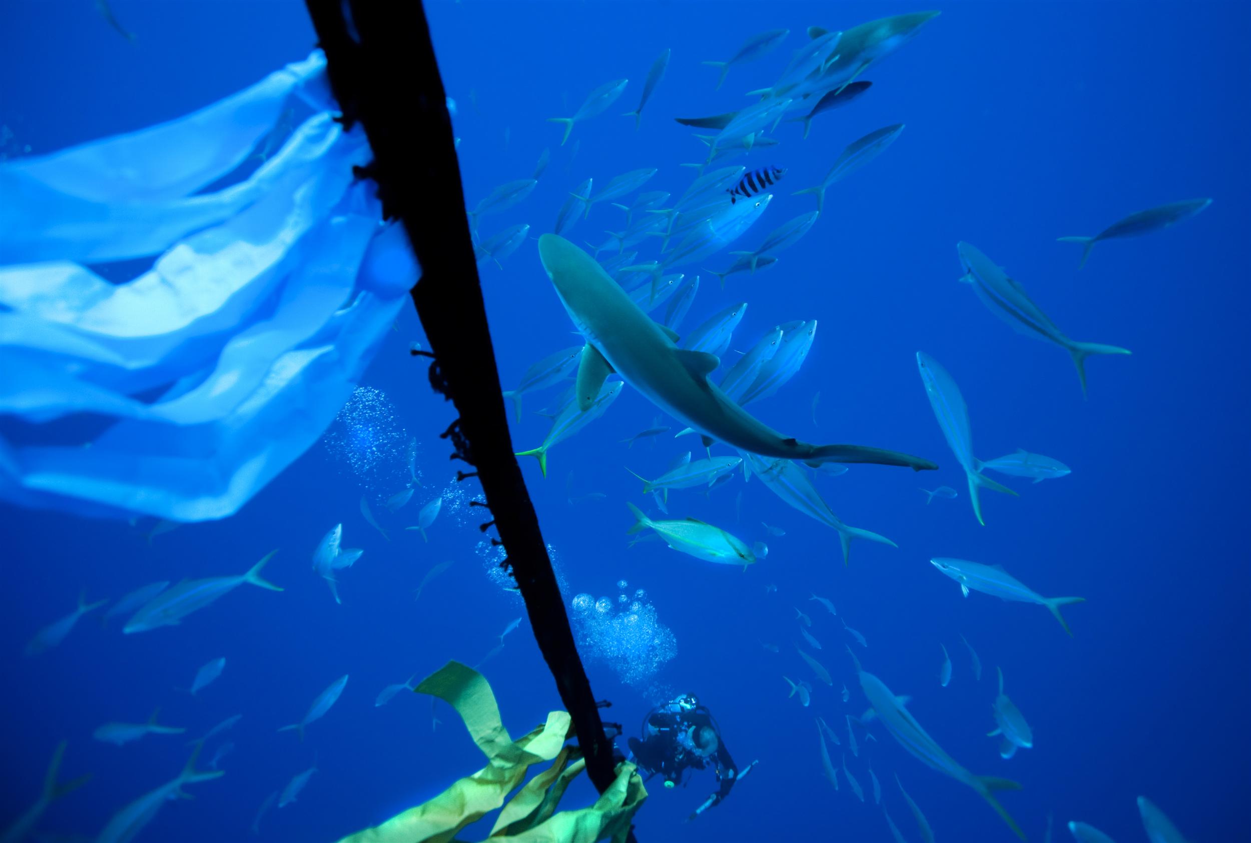 Why we need a Global Ocean Treaty