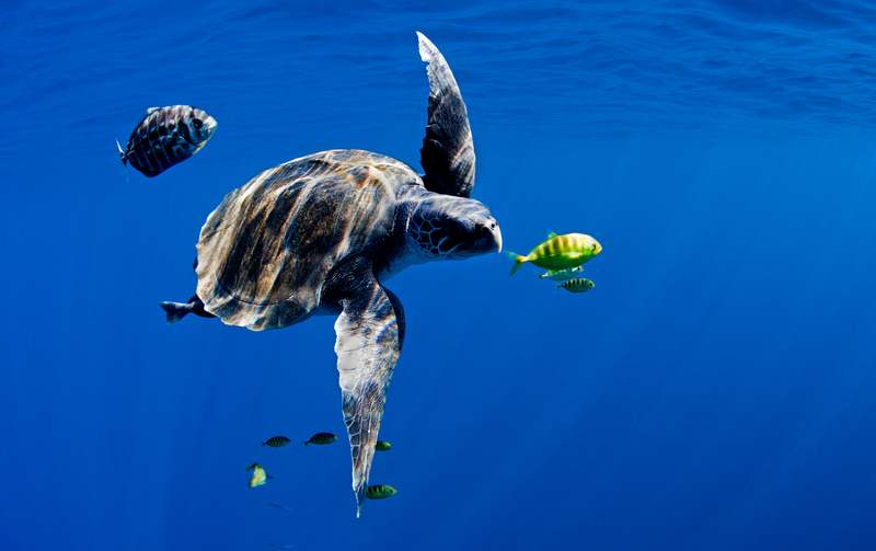 An Olive Ridley turtle (Lepidochelys olivacea) swims in the open blue ocean of the Pacific. Greenpeace is touring the Pacific, promoting marine reserves and conservation measures to protect fish stocks and all marine life.