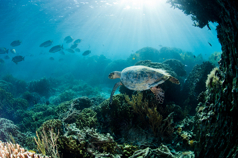 Do ocean sanctuaries really work?